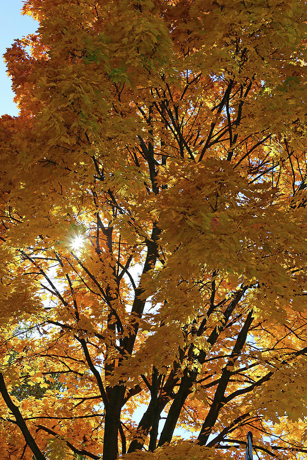 Yellow Fall Maple and Sun Photograph by Mary Bedy