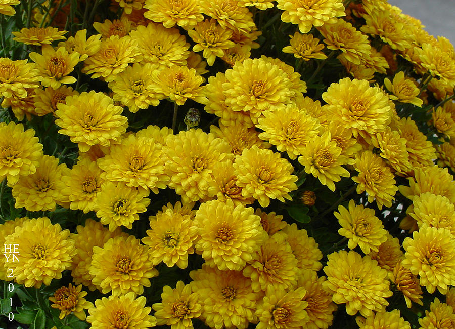 Yellow Fall Photograph by Shirley Heyn
