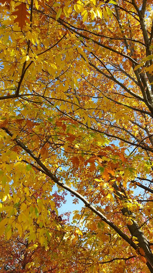 Landscape Photograph - Yellow fall by Yazid Ismail Landscape Photograph - Yellow fall by Yazid Ismail