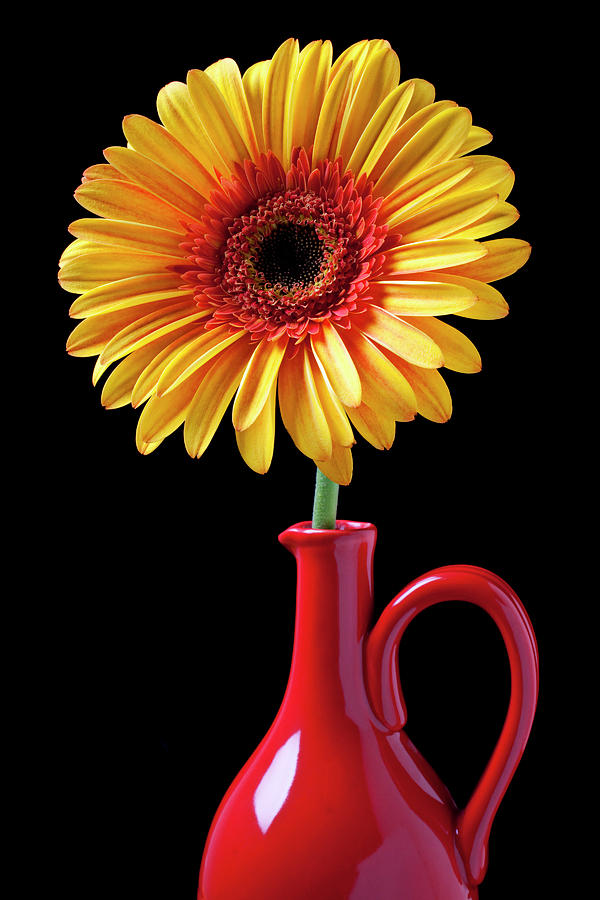 Daisy Photograph - Yellow fancy daisy in red vase by Garry Gay