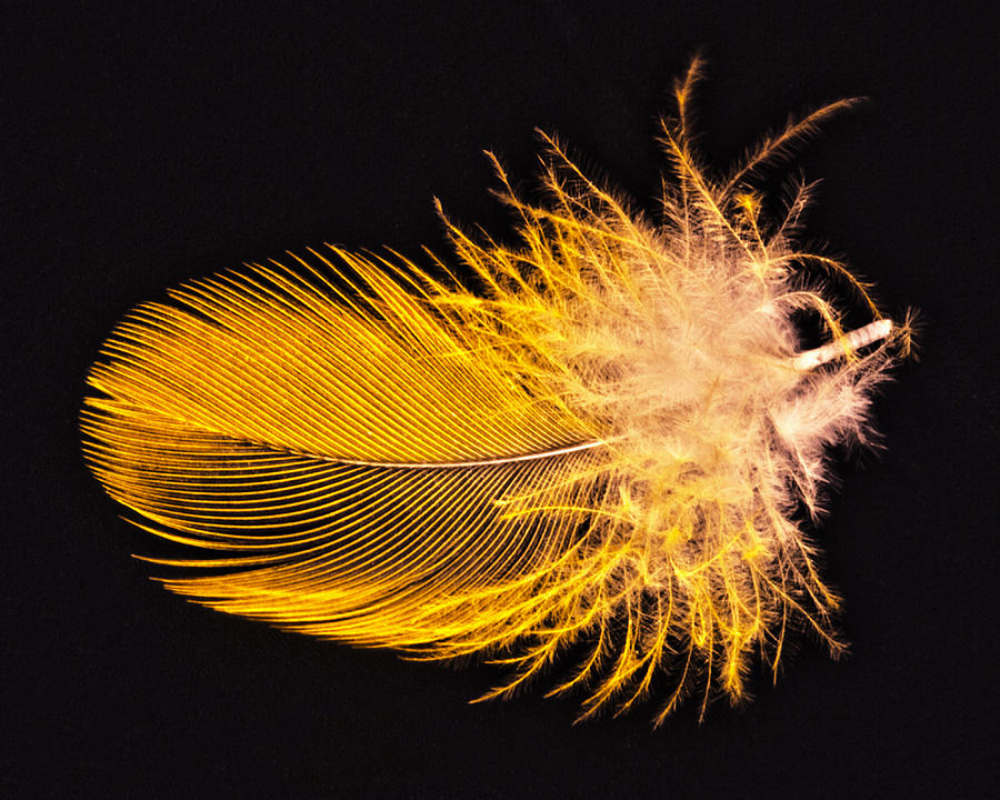 Yellow Feather Macro Photograph by Bob Slitzan