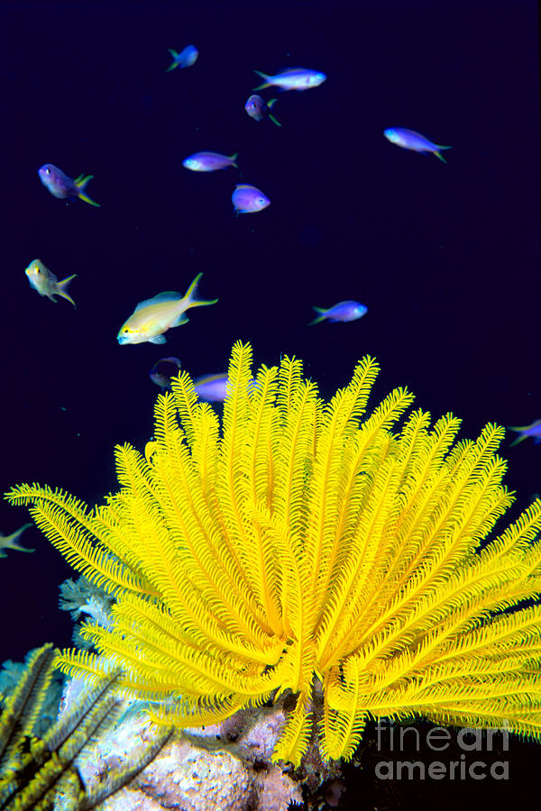 Yellow Feather Star Photograph by Ed Robinson - Printscapes