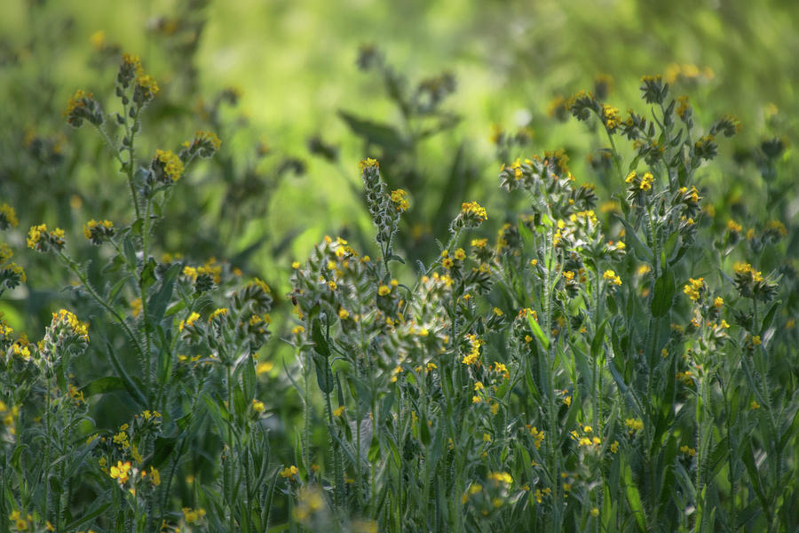 Yellow Fiddlenecks  Photograph by Saija Lehtonen