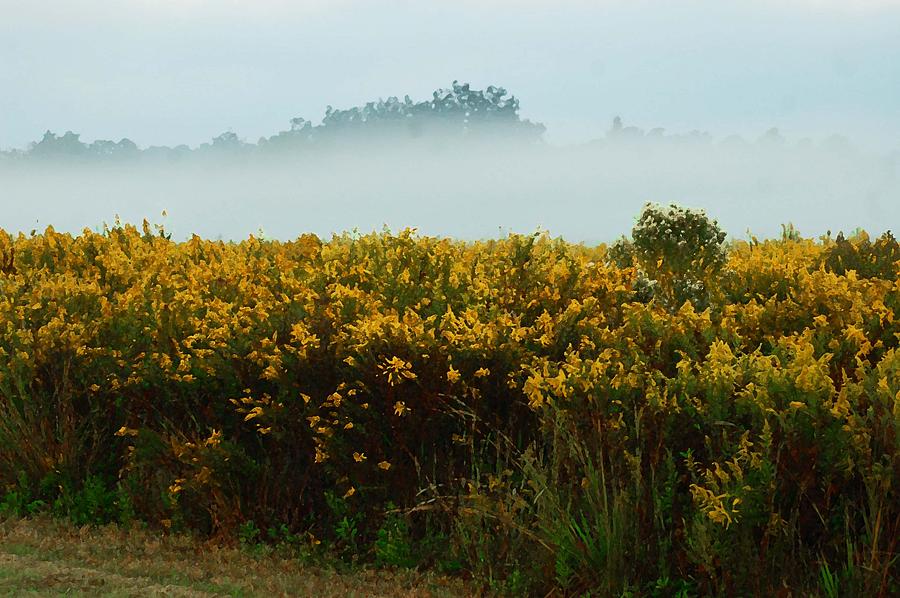 Yellow Field and the Fog Digital Art by Michael Thomas