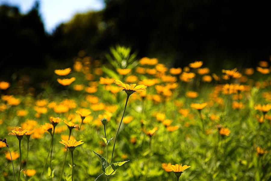 Coreopsis Photograph - Yellow Field by Milena Ilieva
