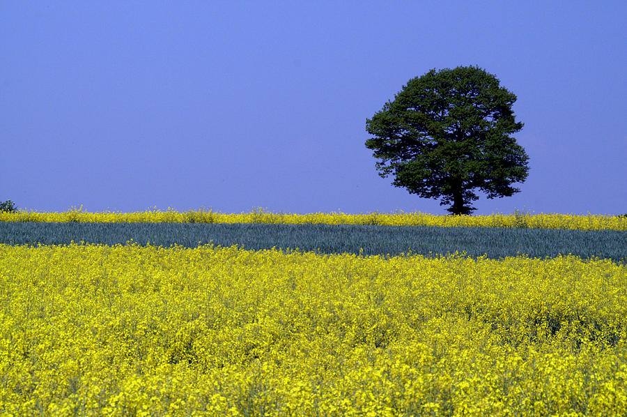 Nature Photograph - Yellow field by Peter Verdnik