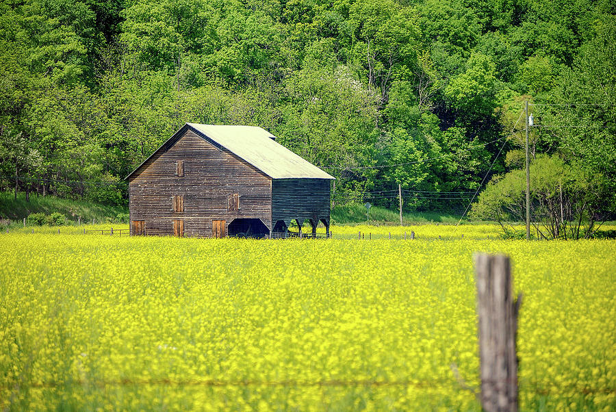 Yellow Field Rustic Shed Photograph
