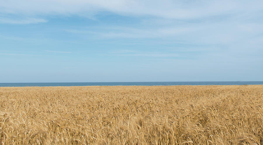 Yellow field, sea and blue sky Photograph by Michalakis Ppalis