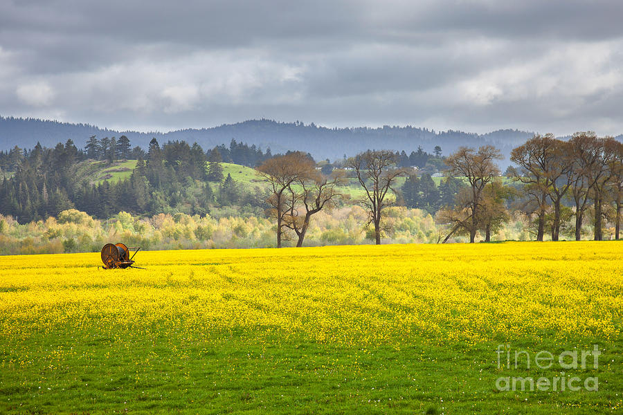 Yellow Fields Along The Eel River Photograph by Mark Alder