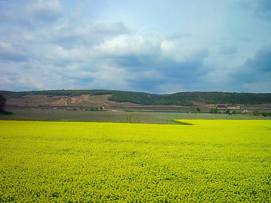 Yellow Fields in France Photograph by Betty Buller Whitehead