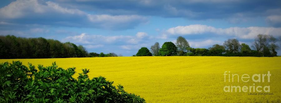 Spring Photograph - Yellow Fields by Lainie Wrightson