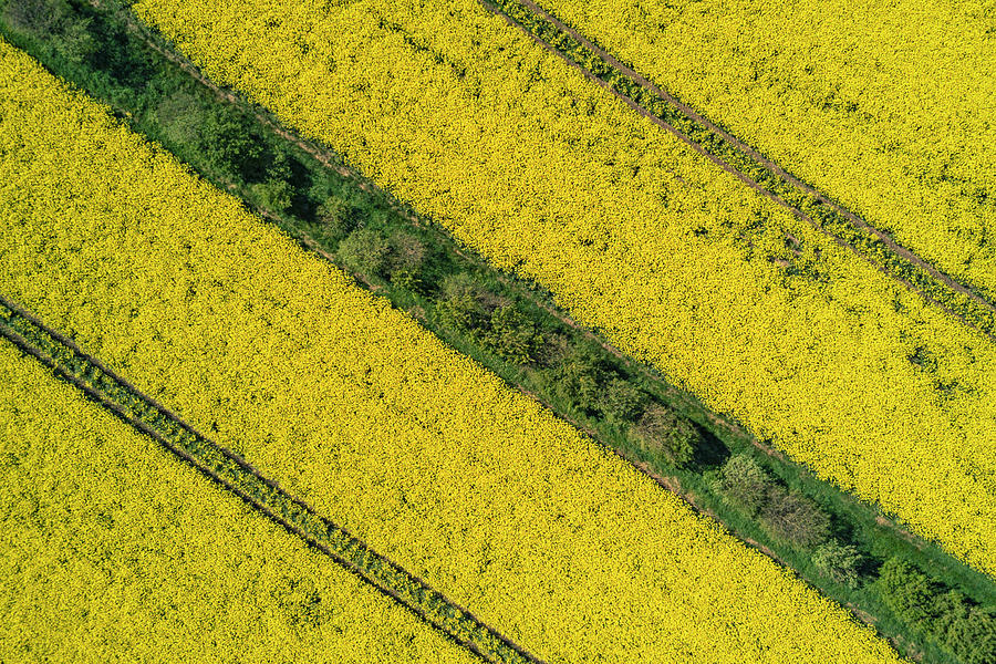 Yellow fileds patterns Photograph by Mike Santis