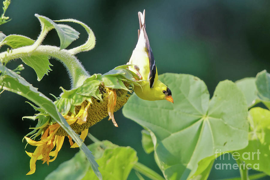 Yellow Finch and Sunflower Dinner Photograph by Natural Focal Point Photography