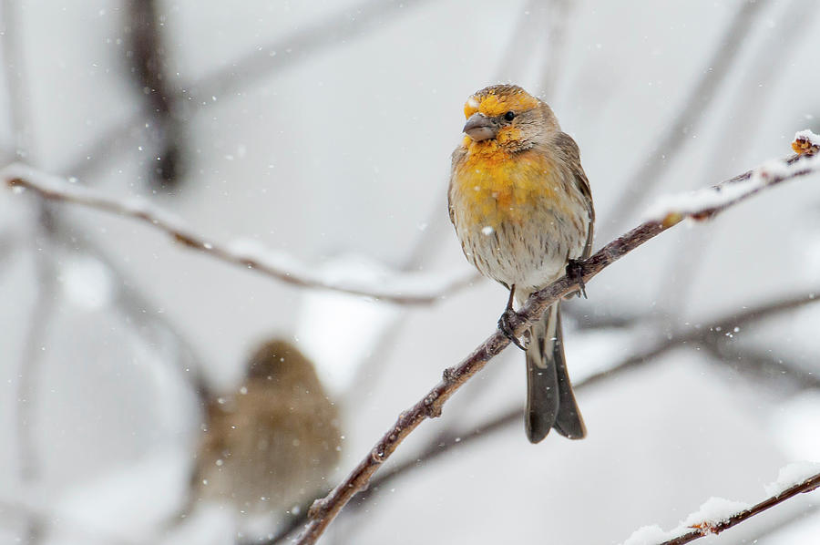 Yellow finch Photograph by Chad Davis - Fine Art America