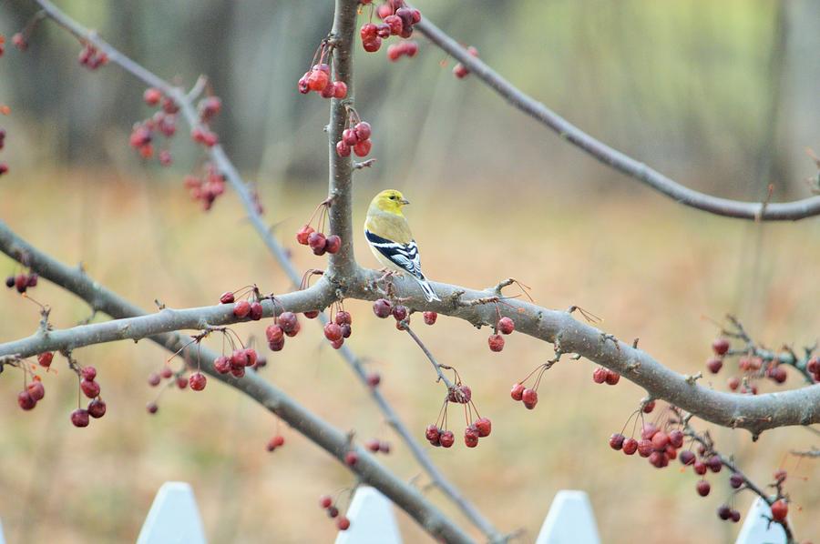 Yellow Finch in Crab Apple Tree Photograph by Lena Hatch