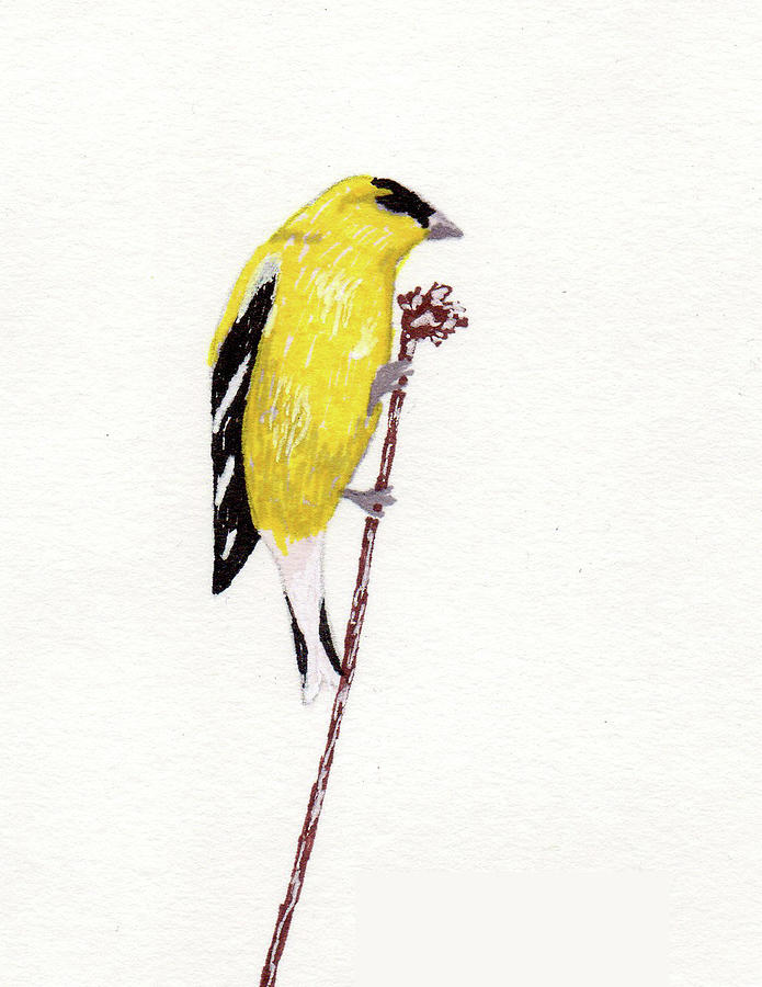 Yellow Finch Drawing by Jessie Adelmann