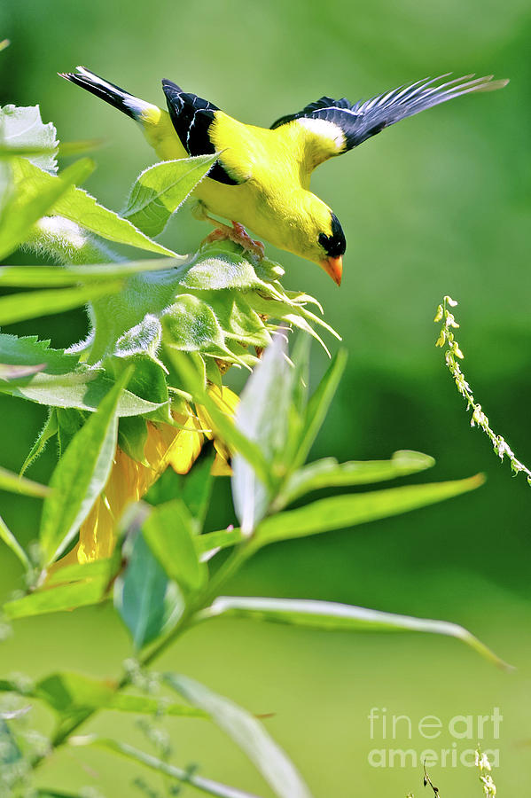 Yellow Finch Landing Photograph by Natural Focal Point Photography