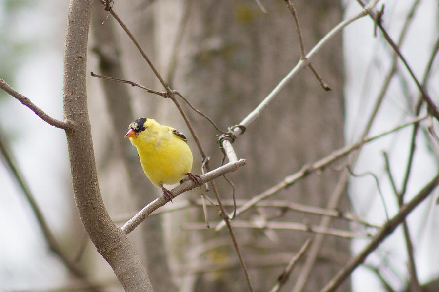 Yellow Finch Late Fall Photograph by Nikki Vig