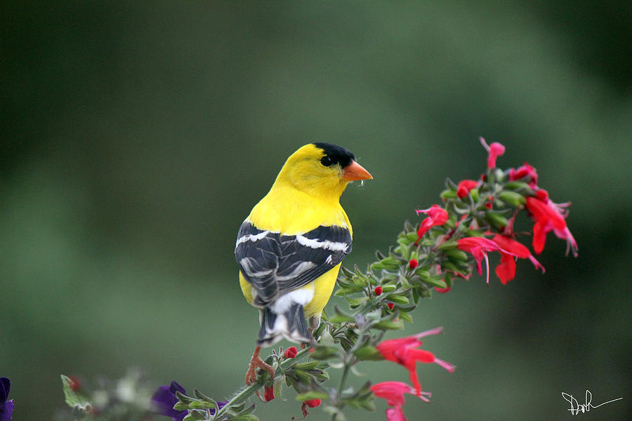 Download Yellow Finch Digital Art by Pam Gleichman