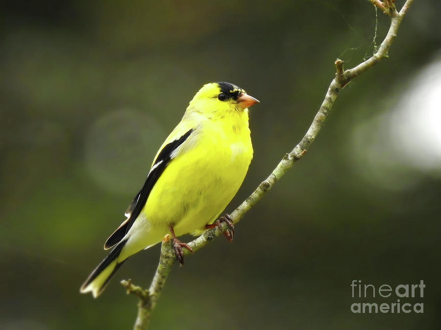 Yellow Finch Perching Photograph by Beth Myer Photography
