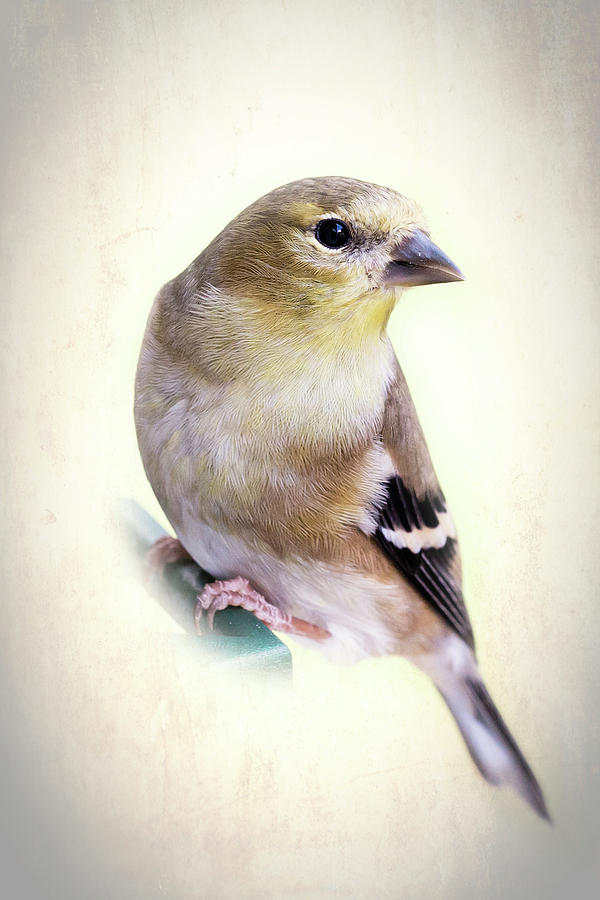 Yellow Finch Photograph by Richard Macquade
