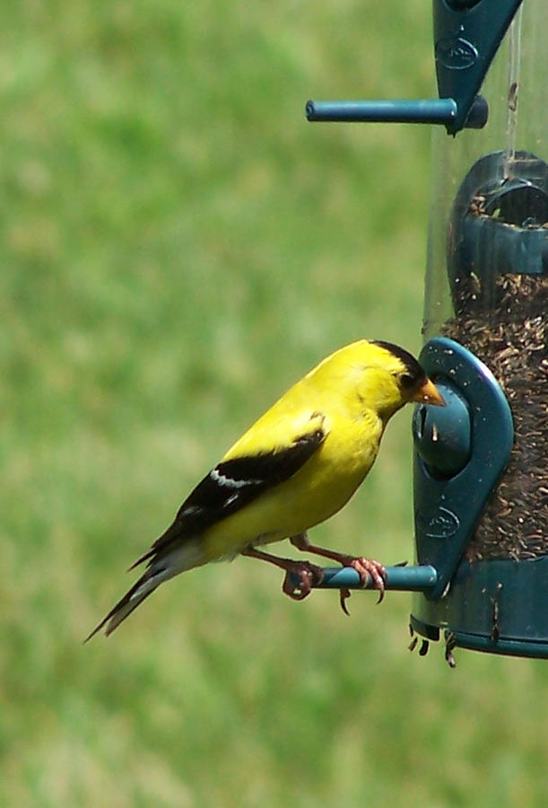 yellow finch yellow finch