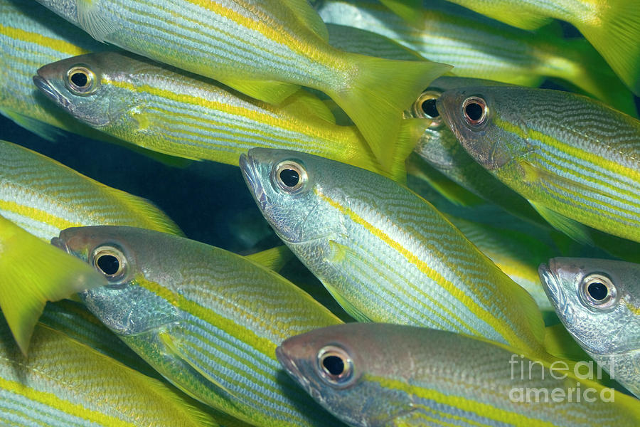 Fish Photograph - Yellow-fins Goat-fishes by MotHaiBaPhoto Prints