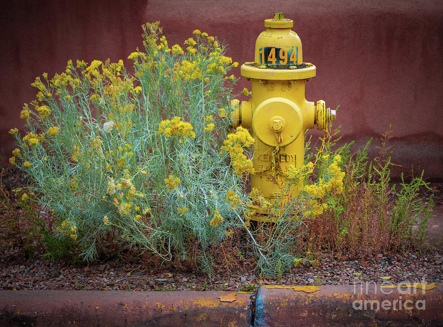 Yellow Fire Hydrant Photograph by Inge Johnsson