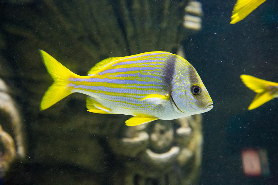 Yellow Fish Photograph by Allan Morrison