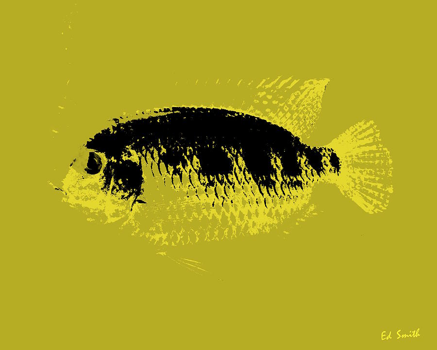 Animal Photograph - Yellow Fish by Edward Smith