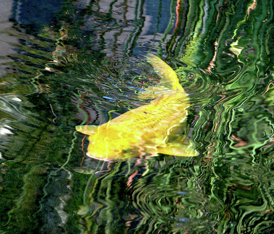 Yellow Fish I Photograph by Angel Bentley
