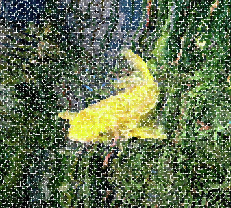 Yellow Fish II Photograph by Angel Bentley