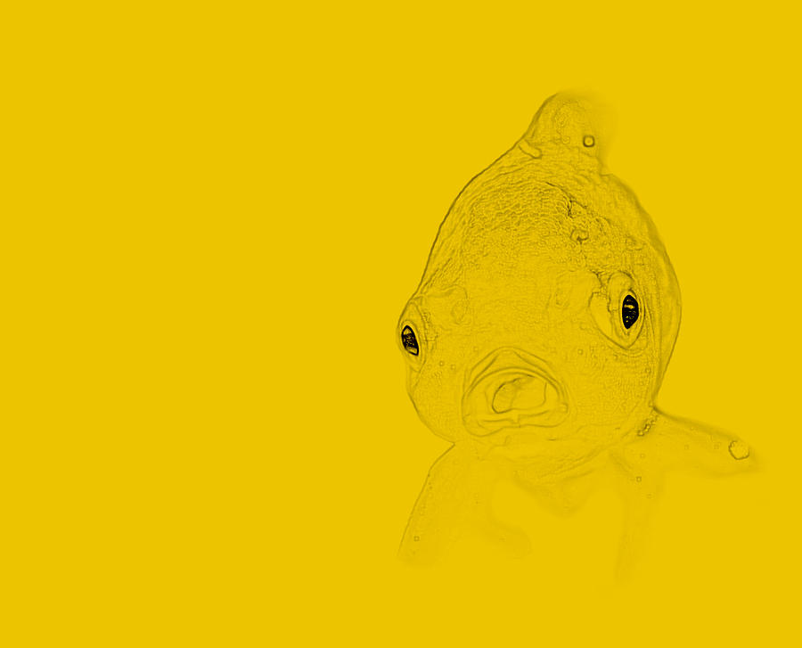 Nadar Photograph - Yellow Fish by Modern Art