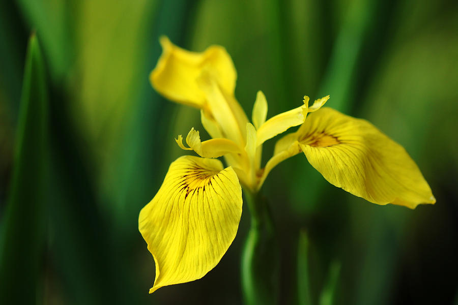 Yellow Flag Iris Photograph by Debbie Oppermann