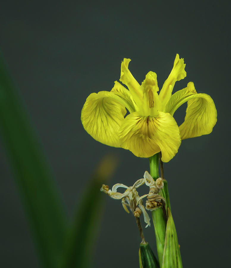 Yellow Flag Iris Photograph by Rick Mosher