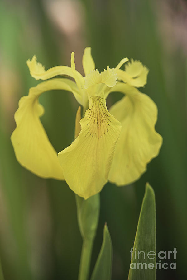 Yellow Flag Iris Photograph by Teresa Wilson