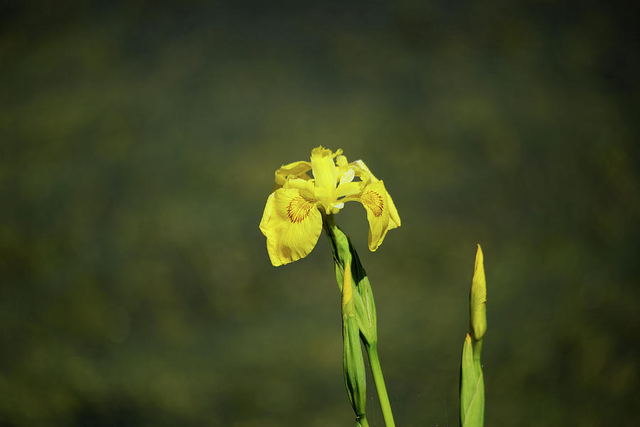 Yellow Flag Iris Photograph by Whispering Peaks Photography