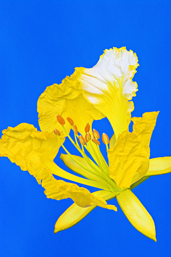 Flowers Still Life Photograph - Yellow Flamboyant-St Lucia by Chester Williams