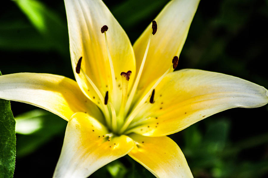Yellow flame lily Photograph by Gerald Kloss