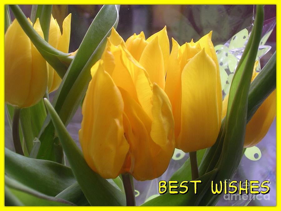 Yellow Flame Tulips Greetings Photograph by Joan-Violet Stretch