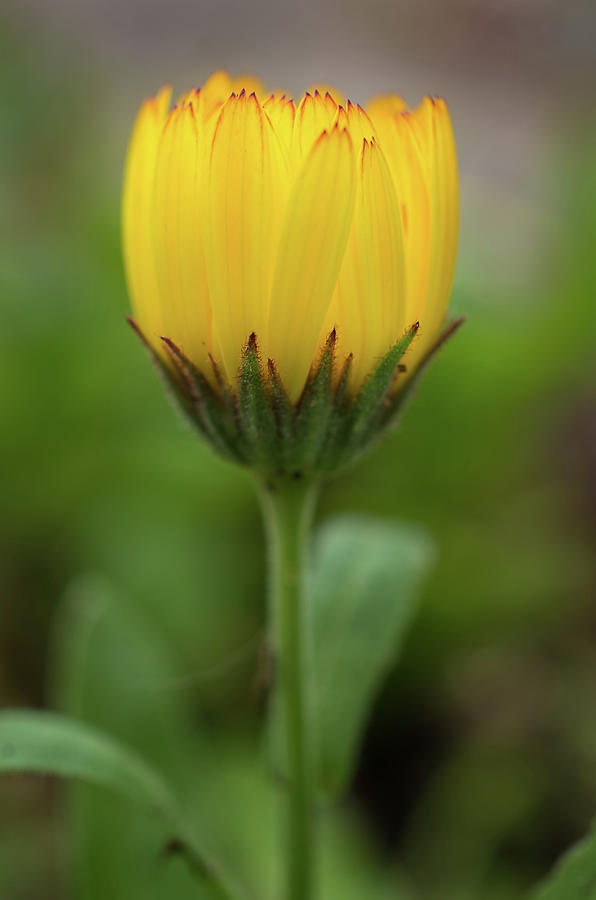 Flowers Still Life Photograph - Yellow Fleur by Greg Nyquist