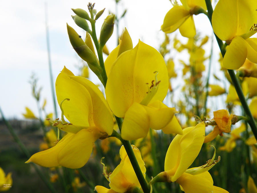 Yellow Flowers Photograph by Augusta Stylianou