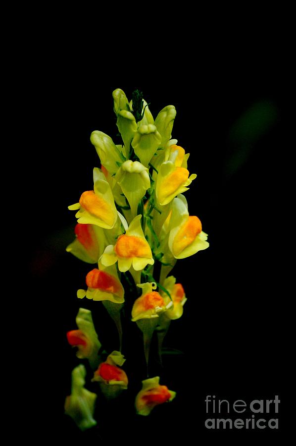 Yellow Floral 7-24-09 Photograph by David Lane