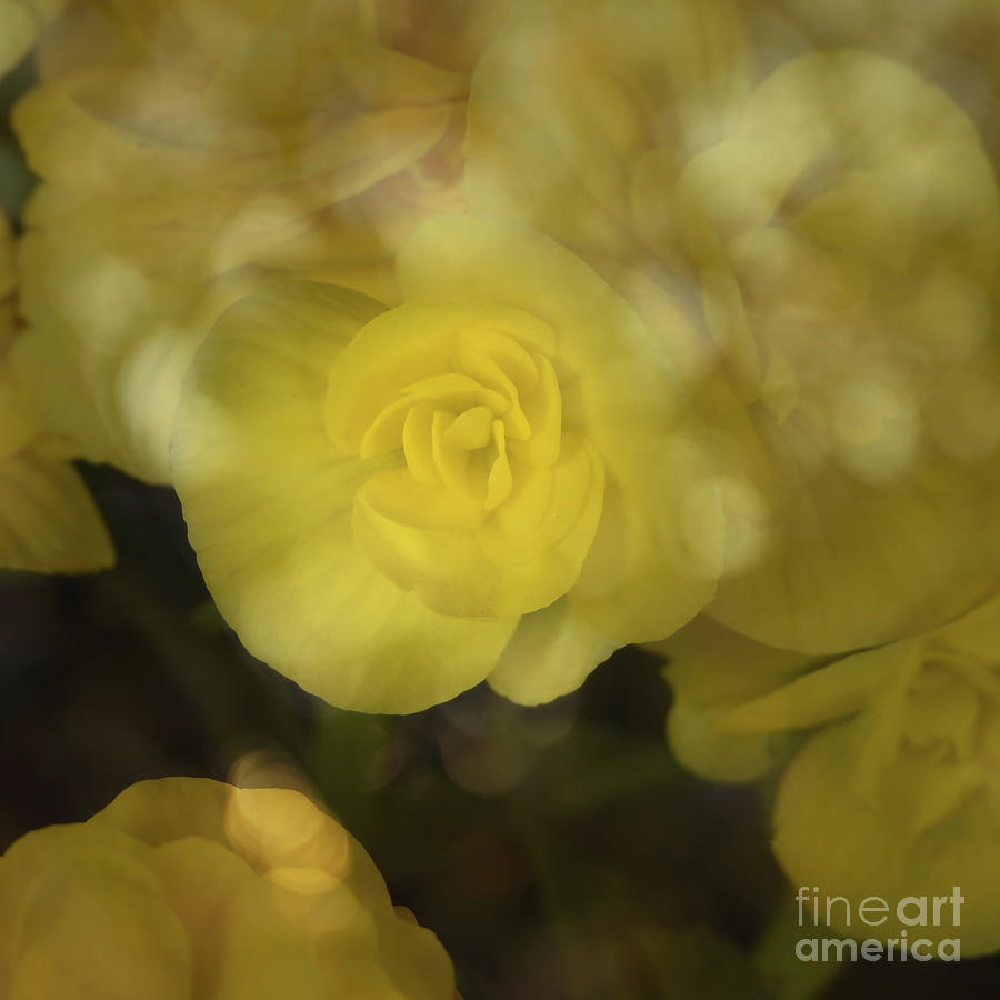 Yellow Floral Art Print Photograph by Ella Kaye Dickey