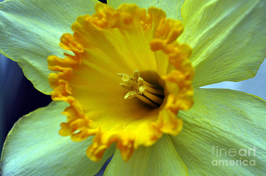 Yellow Floral Photograph by Clayton Bruster