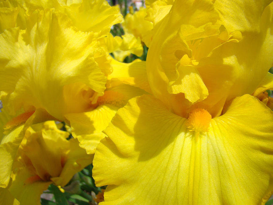 Iris Photograph - Yellow Floral Irises Flowers art prints Baslee Troutman by Patti Baslee