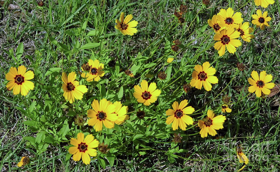 Yellow Florida Wildflowers Photograph by D Hackett