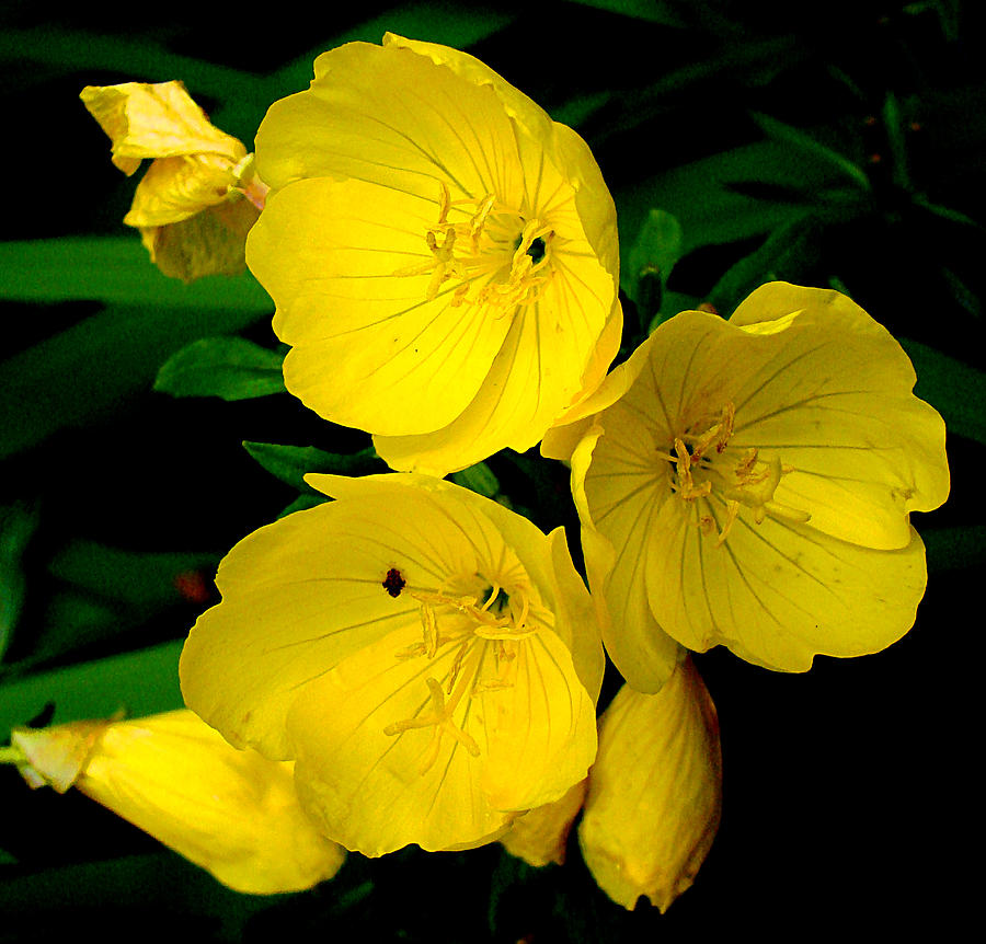 Yellow Flower 1 Photograph by Todd Zabel