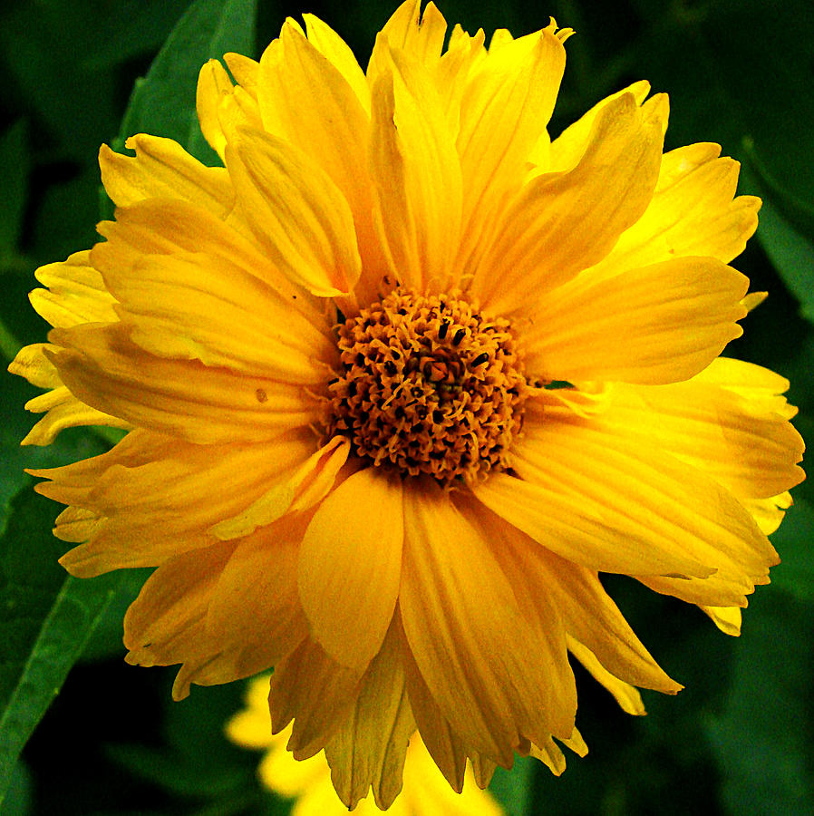 Yellow Flower 2 Photograph by Todd Zabel