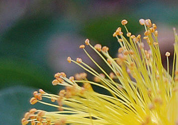 Yellow Flower 3 Photograph by Barbara J Blaisdell